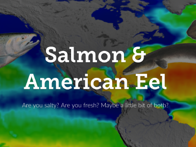 Salmon and American eel