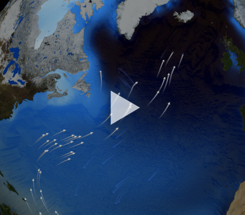 Video cover: thermohaline circulation -tThe great ocean conveyor belt