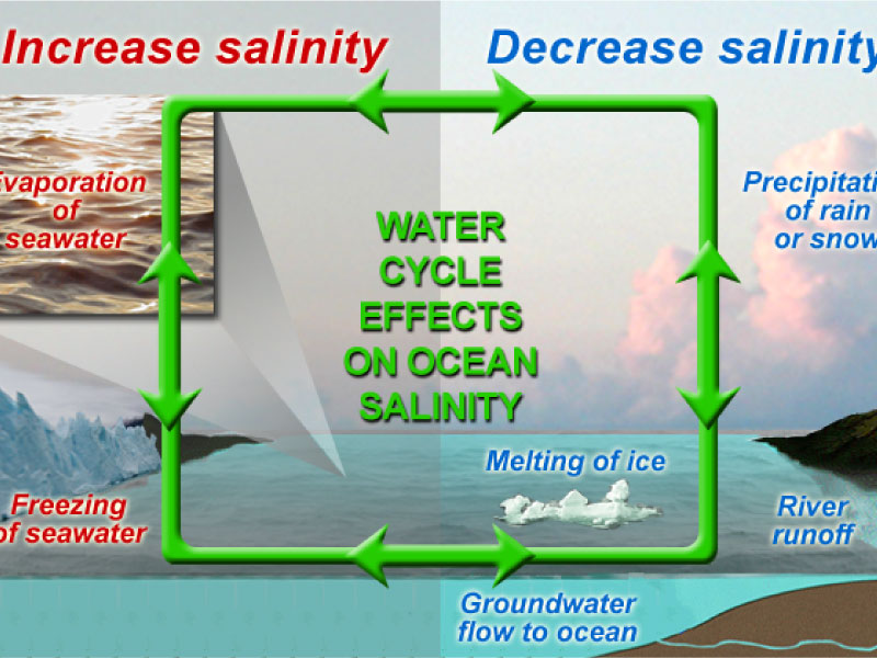 Water cycle effects on ocean salinity